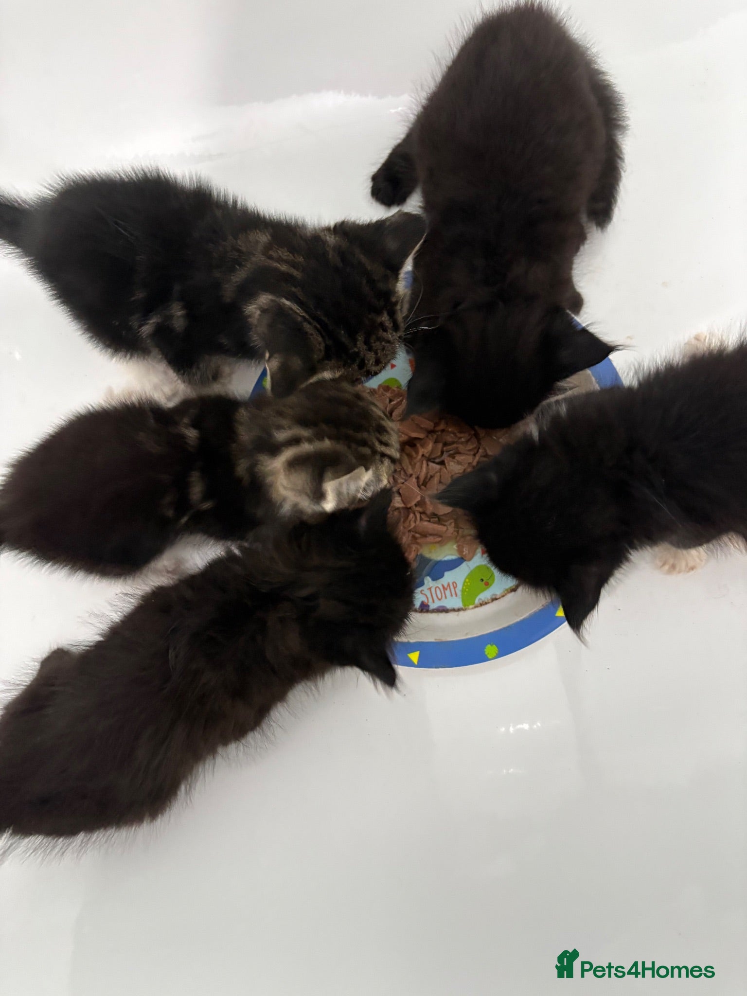 Mixed Breed cats 2 female and 2 male kittens  - Advert 19