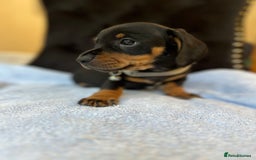 Dachshund dogs for sale: Beautiful silver dapple mini dachshund puppies! 🐾 - Image 5