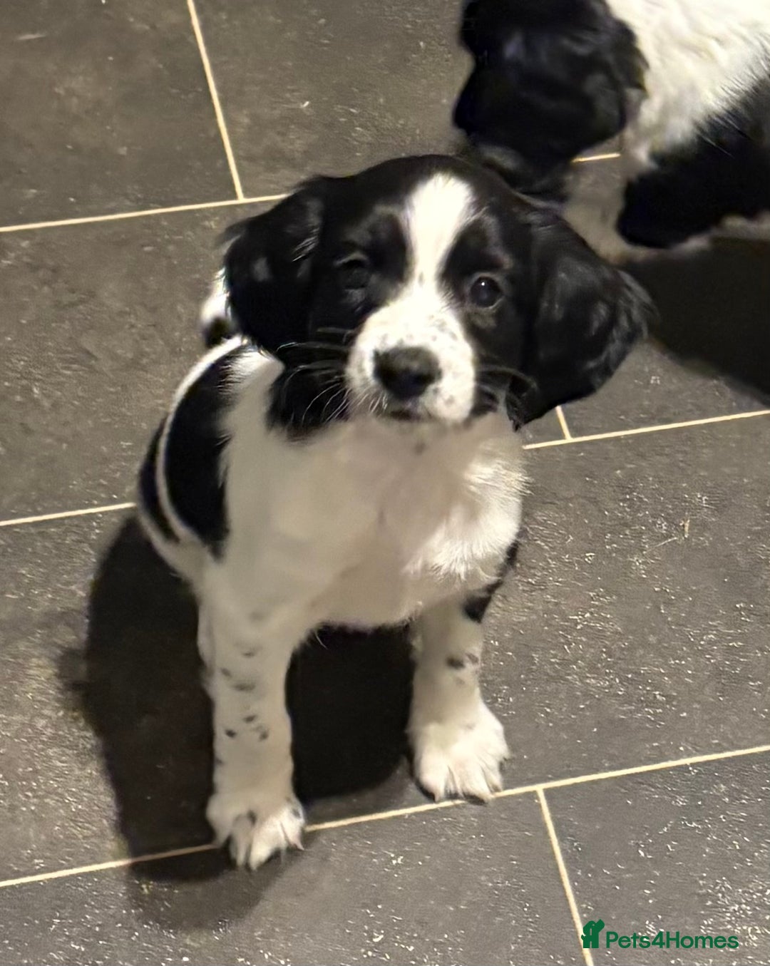 Sprocker dogs for sale: SPRINGER PUPPIES - Advert 10
