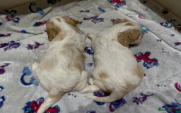 Cavalier King Charles Spaniel dogs for sale: Beautiful Cavalier Cross Maltese Puppies  - Advert 20