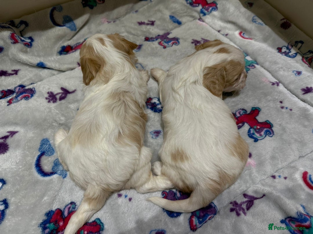 Cavalier King Charles Spaniel dogs for sale: Beautiful Cavalier Cross Maltese Puppies  - Advert 20