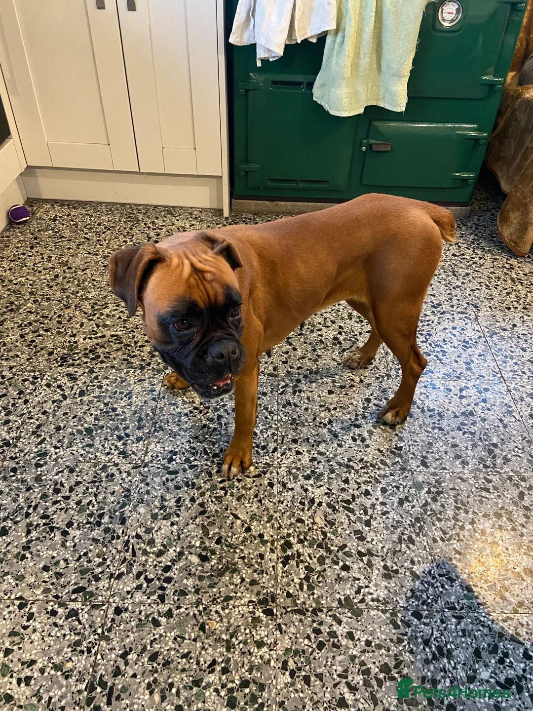 Boxer dogs for sale: 4 year old Boxer Girls - Advert 7