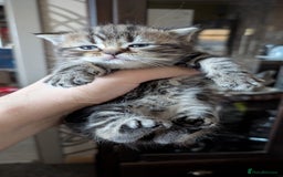 British Shorthair cats for sale: British Shorthair kittens - Image 5