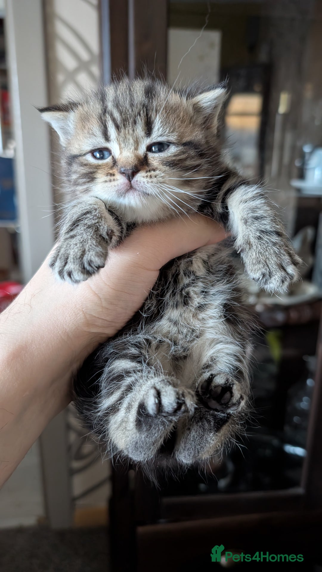 British Shorthair cats for sale: British Shorthair kittens - Image 5