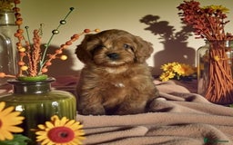 Cavapoo dogs for sale: 4 gorgeous f1 Cavapoo puppies for sale - Image 1
