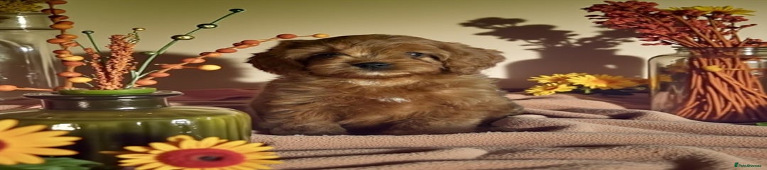 Cavapoo Puppy 1