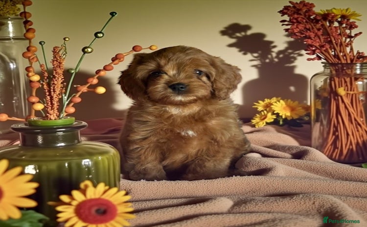 Cavapoo dogs - Advert 1