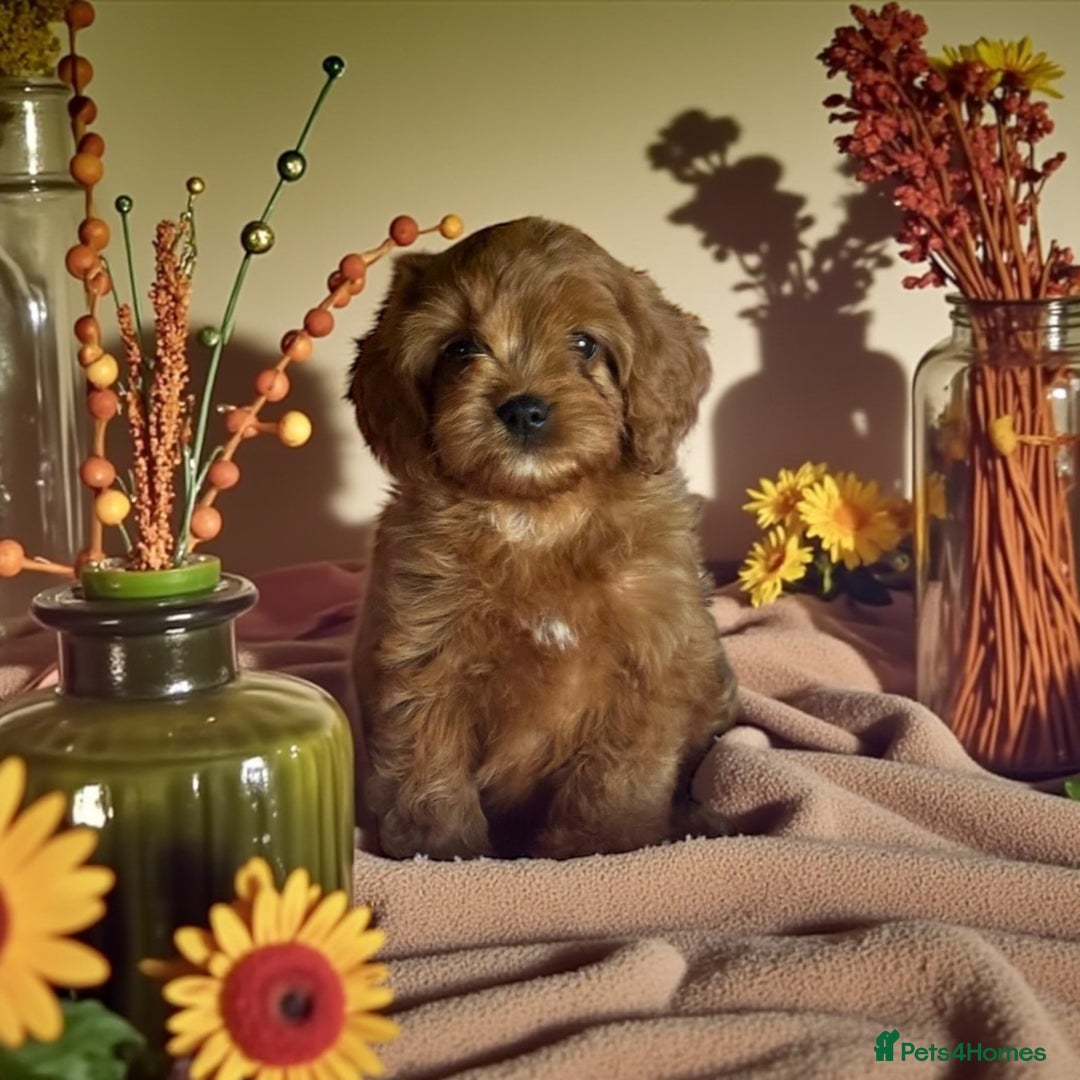 Cavapoo dogs for sale: 4 gorgeous f1 Cavapoo puppies for sale - Image 1