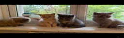 British Shorthair cats for sale: British Shorthair kittens  - Advert 6