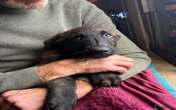 Mixed Breed dogs for sale: Dutch herder x German Shepherd pups - Image 18