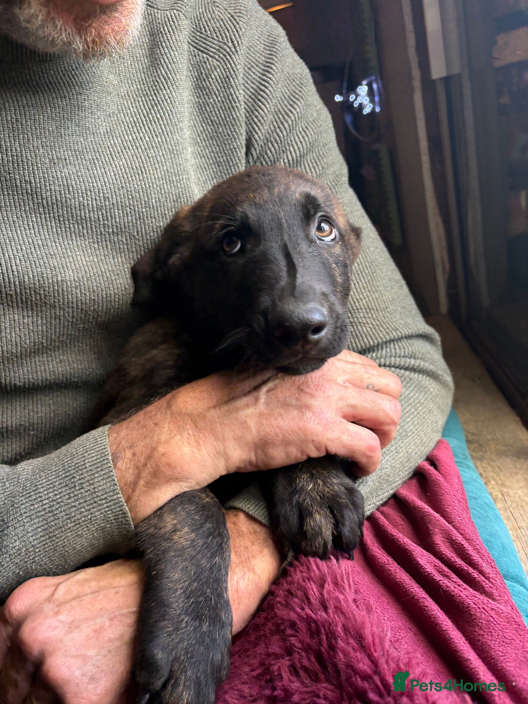 Mixed Breed dogs for sale: Dutch herder x German Shepherd pups - Image 18