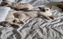 Ragdoll cats for sale: 3 loving ragdoĺls kittens for loving homes   - Image 9