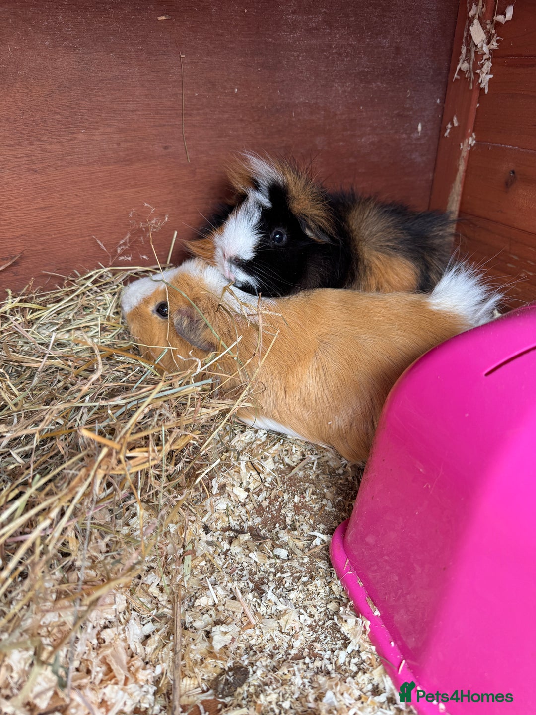 Guinea Pig rodents for sale: Two gorgeous male guinea pigs - Advert 4