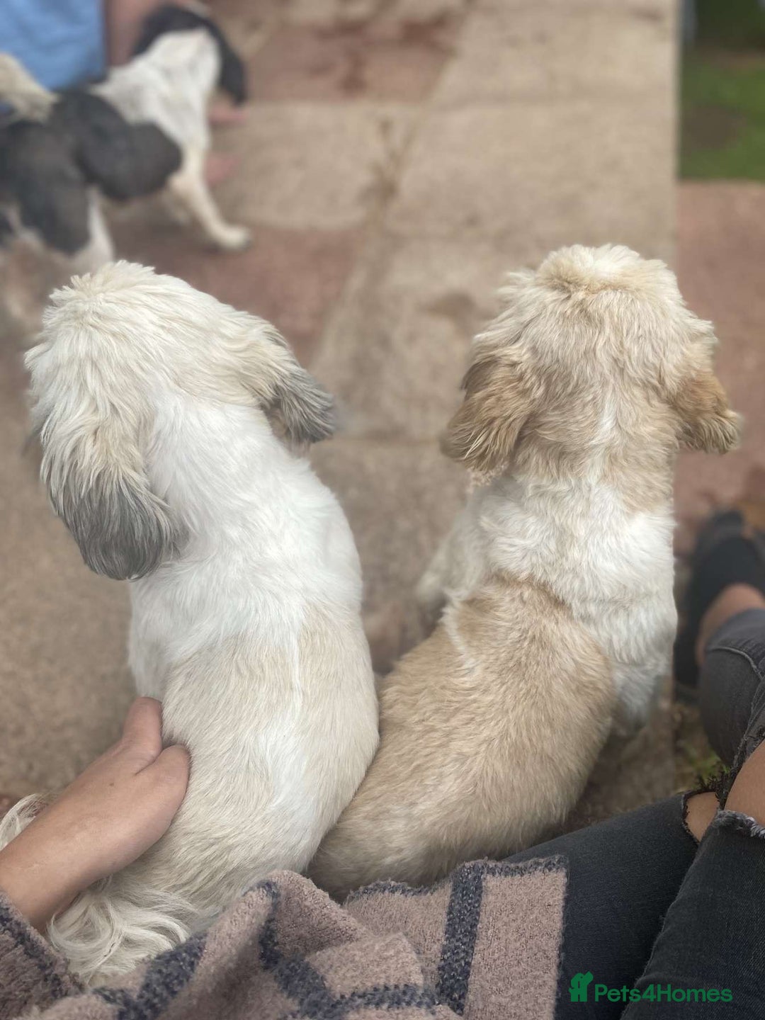 Shih Tzu dogs for stud: KC registered stud dog in Cullompton - Image 8