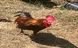 Chickens poultry for sale: Two cockerel for sale  - Image 4