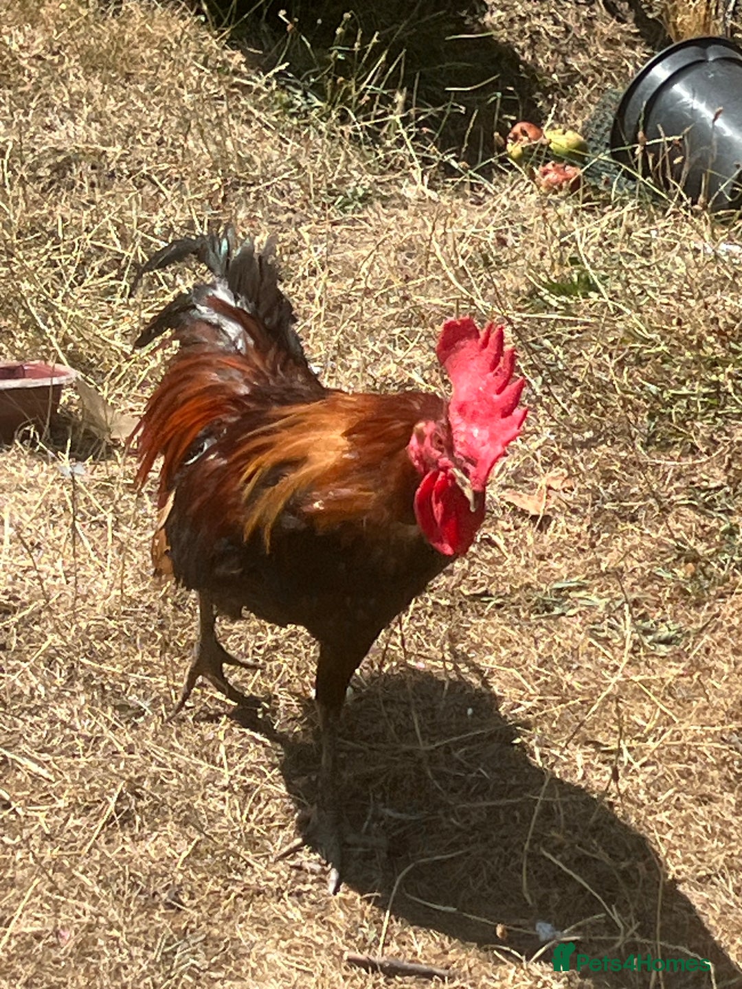 Chickens poultry for sale: Two cockerel for sale  - Image 4