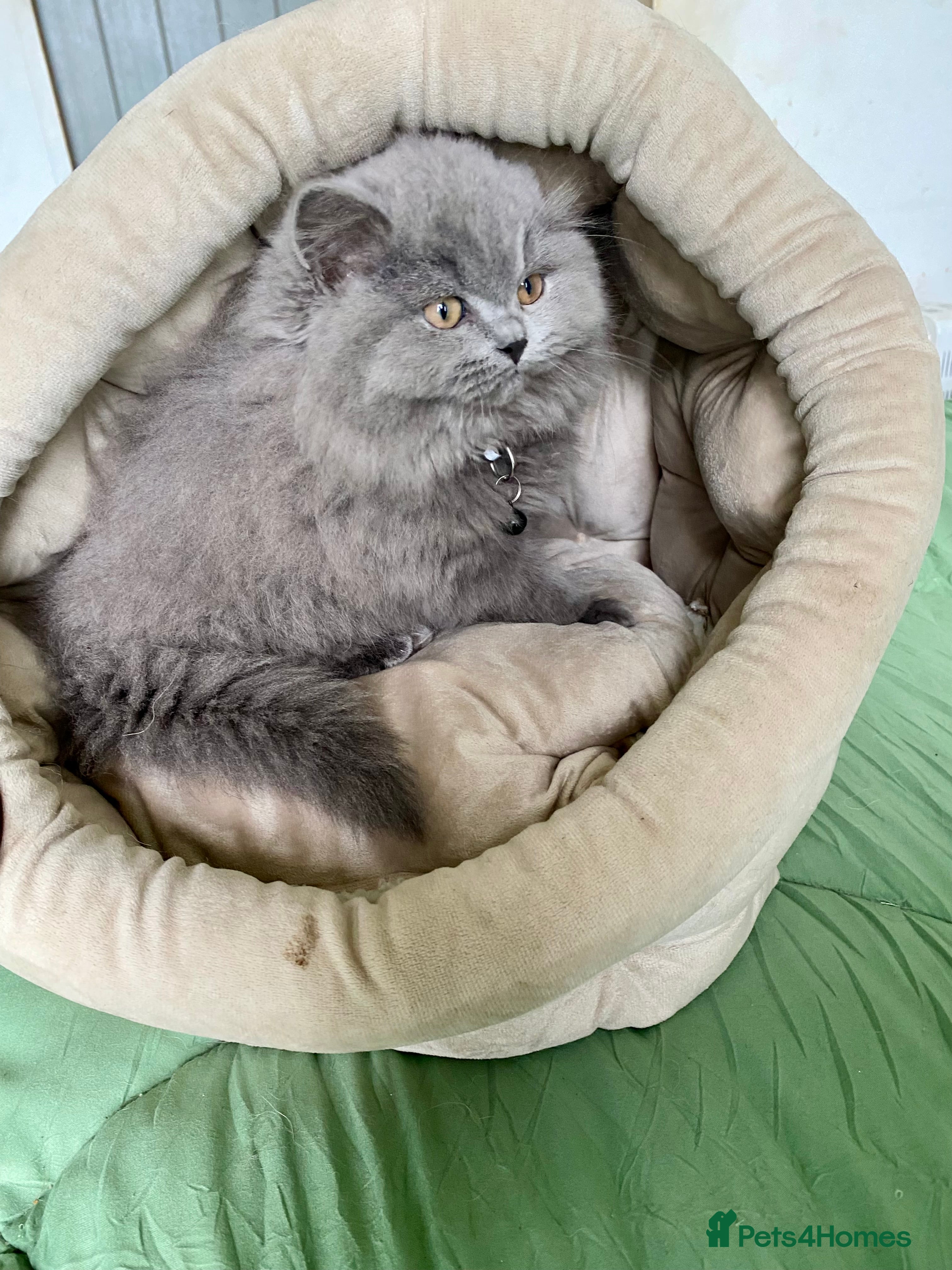 British Shorthair cats GCCF reg Pedigree British Longhair Kitten  - Advert 5