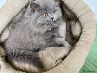 British Shorthair cats GCCF reg Pedigree British Longhair Kitten - Advert 6
