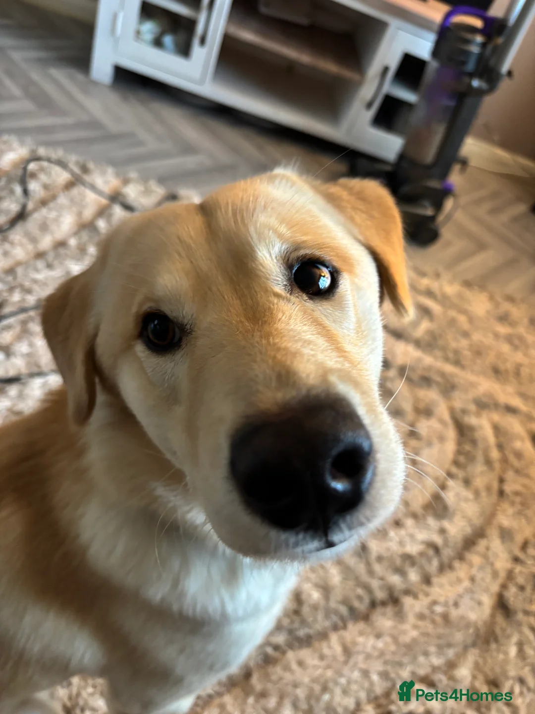 Mixed Breed dogs for sale: Odin  - Advert 3