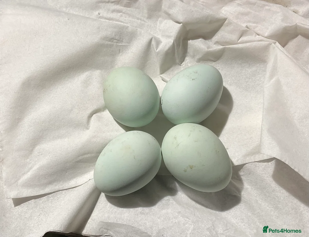 Chickens poultry for sale: Crested Cream Legbar Chicks blue egg layers  in Ammanford - Advert 6