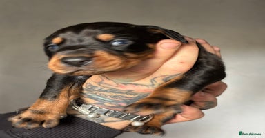 Dobermann dogs - Advert 31