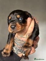 Dobermann dogs - Advert 1