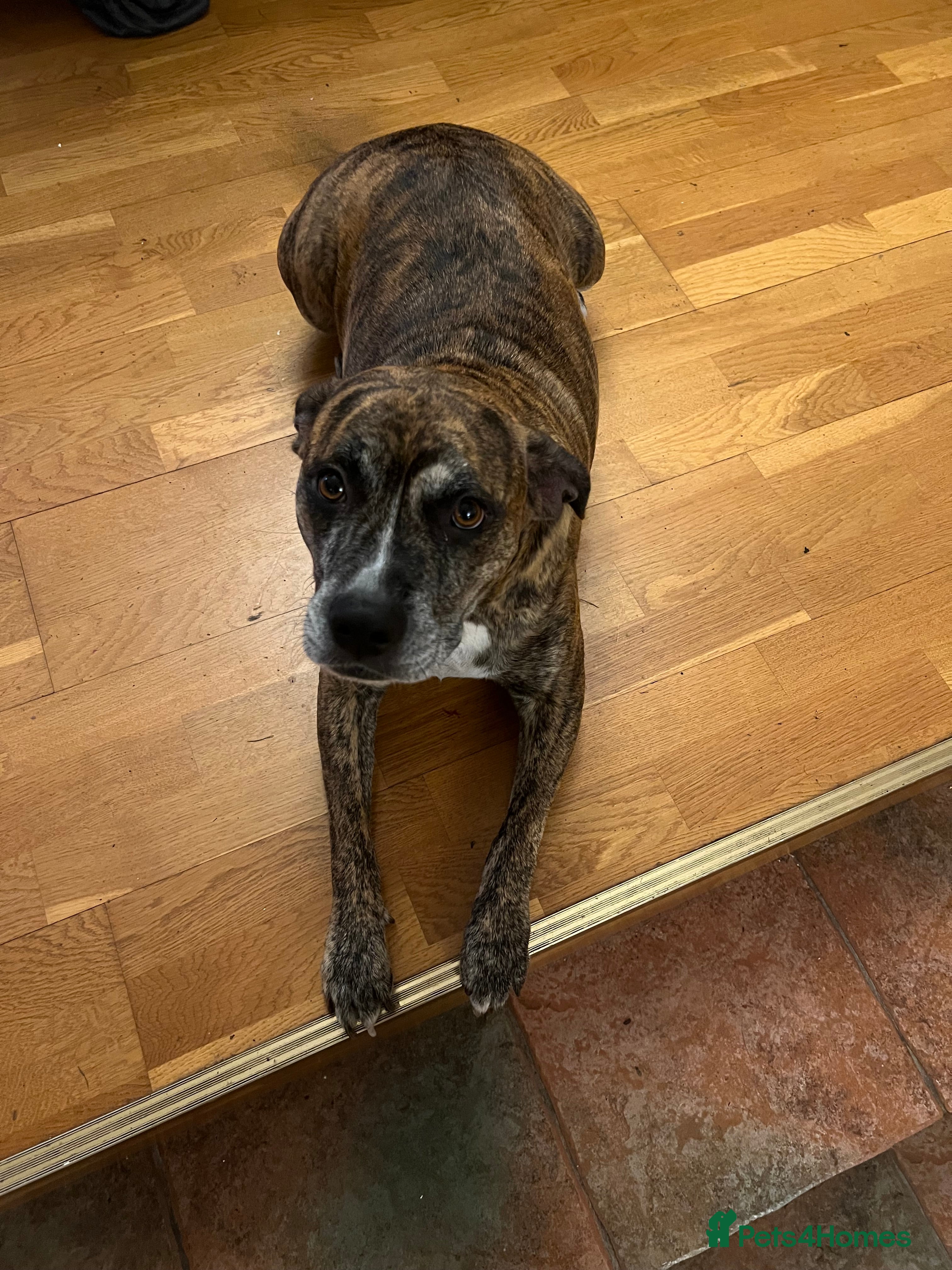 Mixed Breed dogs Staffy x Australian Kelpie  - Advert 21