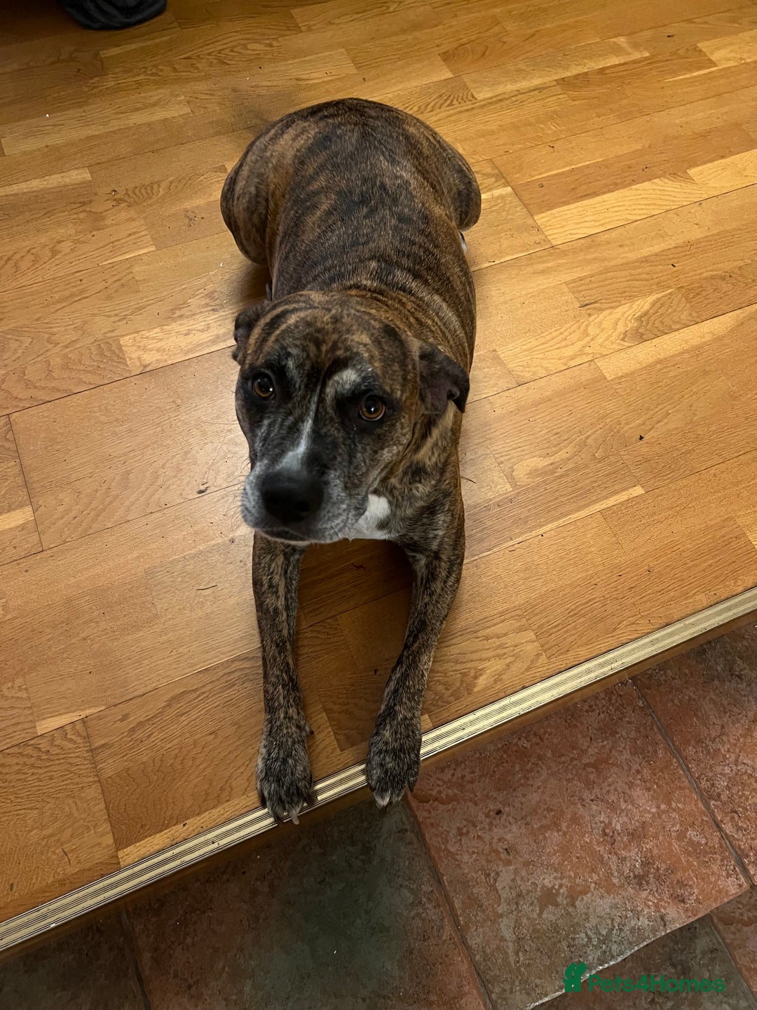 Mixed Breed dogs for sale: Staffy x Australian Kelpie  - Image 1