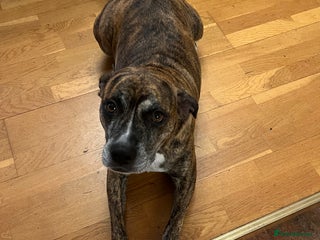 Mixed Breed dogs for sale - Advert 1