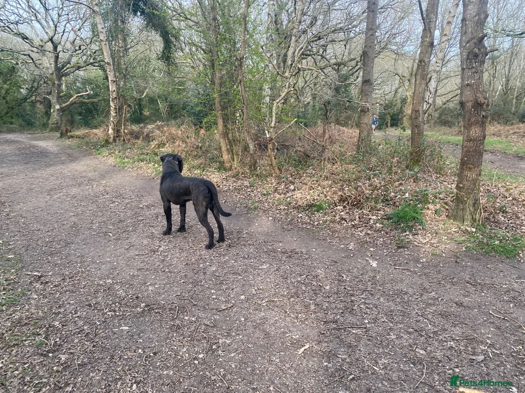 Cane Corso dogs for stud: HEALTH TESTED & FCI REGISTERED - Advert 6