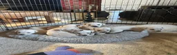 Labrador Retriever dogs for sale: Beautiful KC Registered Labrador Puppies - Advert 3