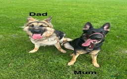 German Shepherd dogs for sale: German Shepard puppies  - Advert 11