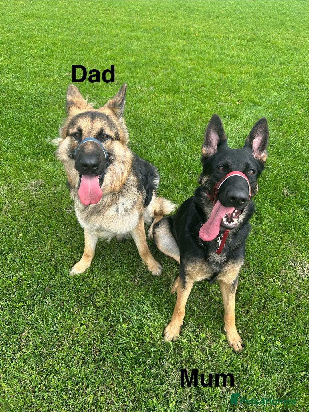 German Shepherd dogs for sale: German Shepard puppies  - Advert 11