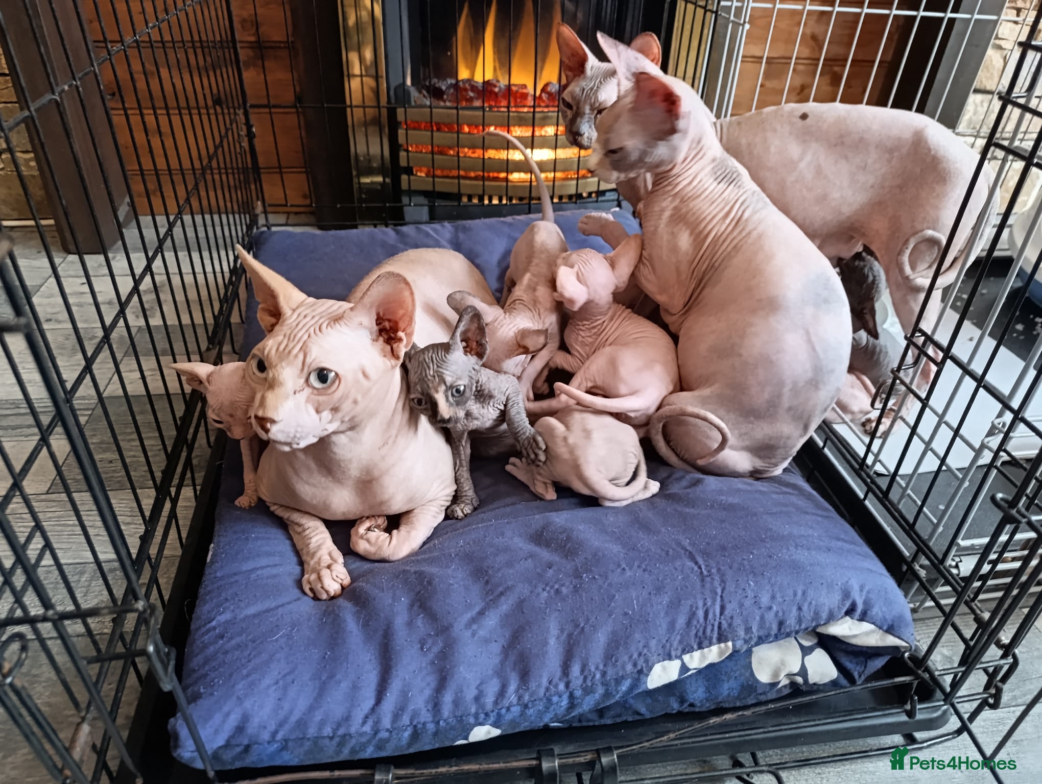 Sphynx cats Beautiful Sphynx kittens for sale - Advert 2