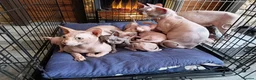 Sphynx cats for sale: Beautiful Sphynx kittens for sale in Leeds - Advert 2