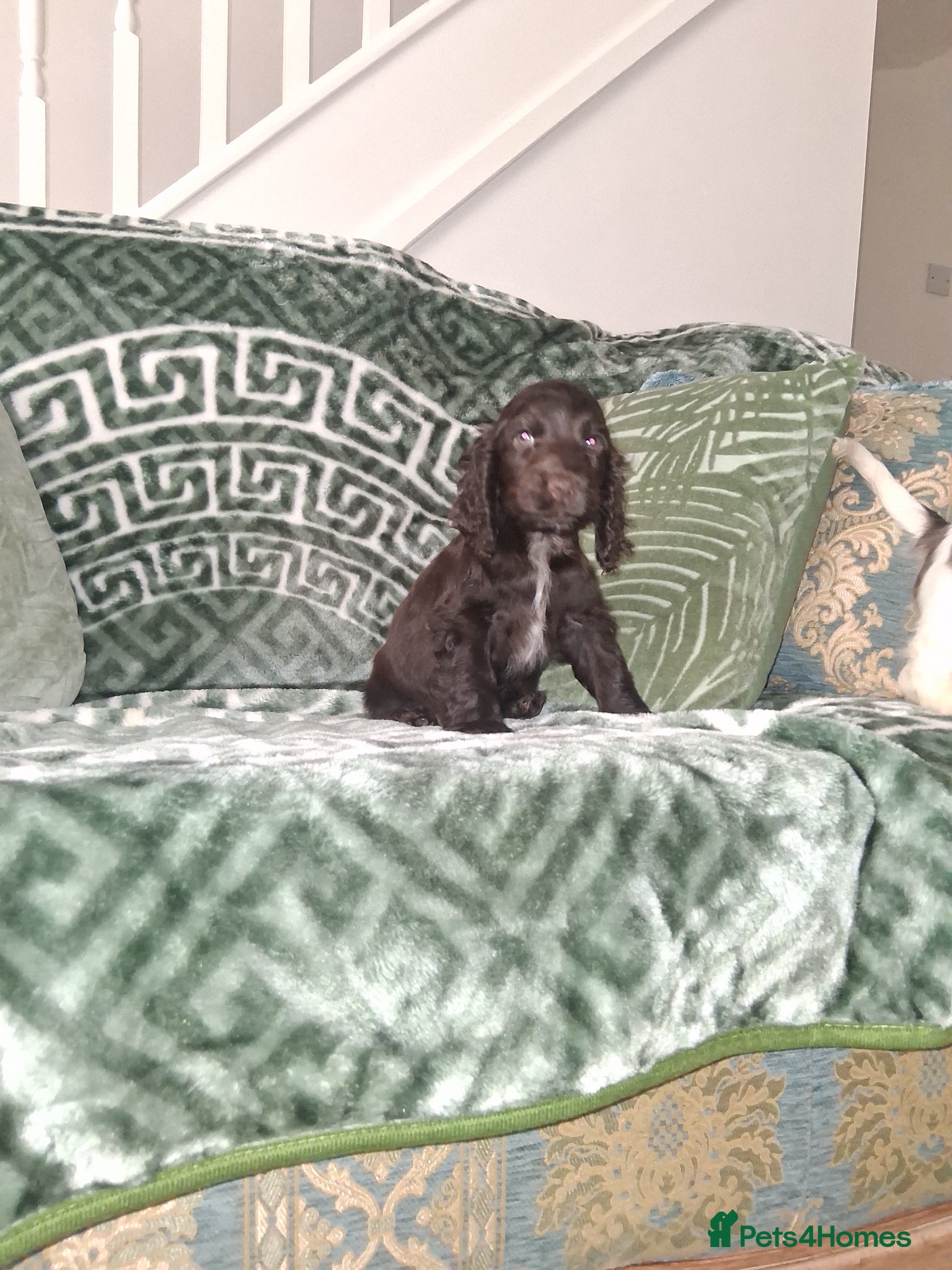 Cocker Spaniel dogs KC Reg Showtype Cocker Spaniels- 'Ready Now' - Advert 1