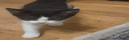 Mixed Breed cats for sale: 2 male kittens - Advert 5