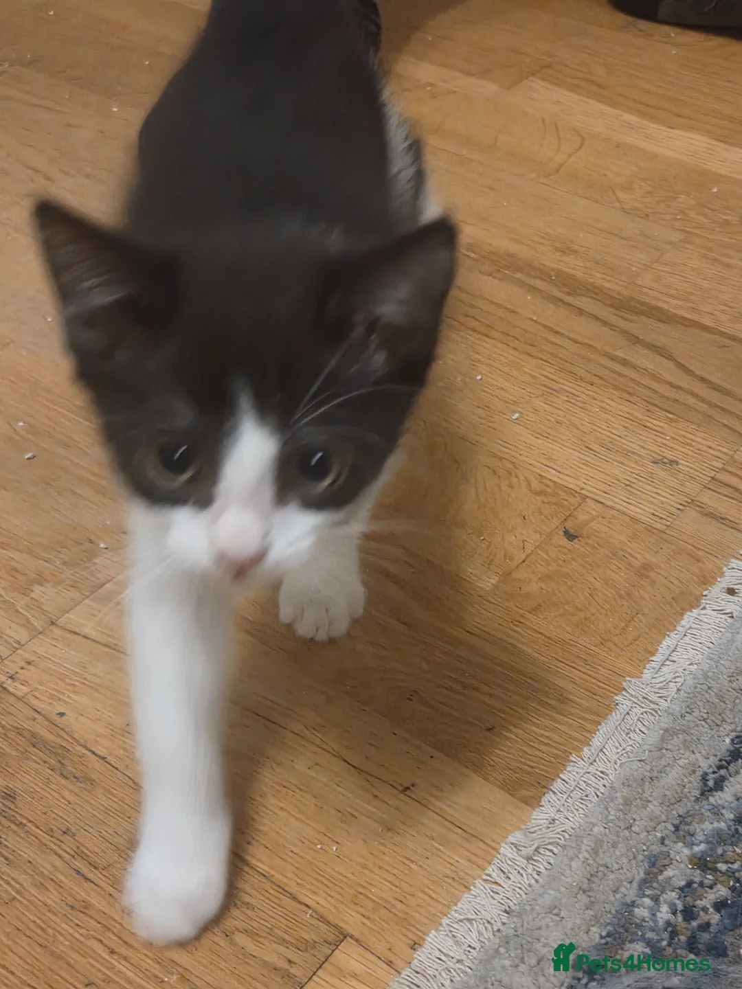 Mixed Breed cats for sale: 2 male kittens - Advert 5