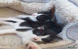 Mixed Breed cats for sale: 3 beautiful kittens looking for forever homes - Image 2