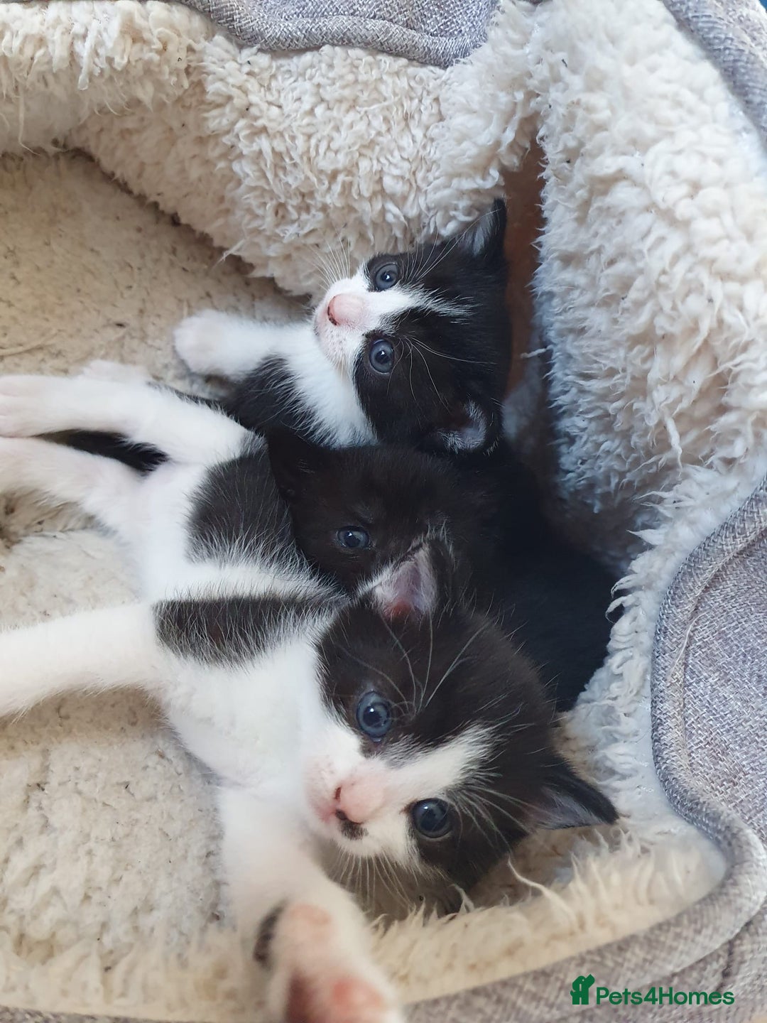 Mixed Breed cats for sale: 3 beautiful kittens looking for forever homes - Image 2