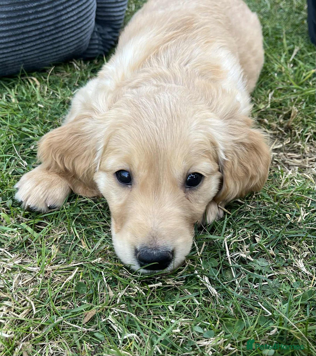 Golden Retriever dogs for sale: Beautiful KC Golden Retriever Puppies - Image 7
