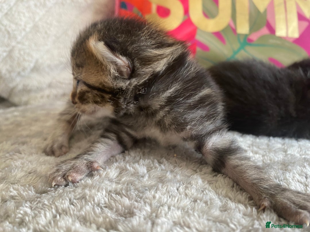 Ragdoll cats for sale: Kittens 💗 - Image 8