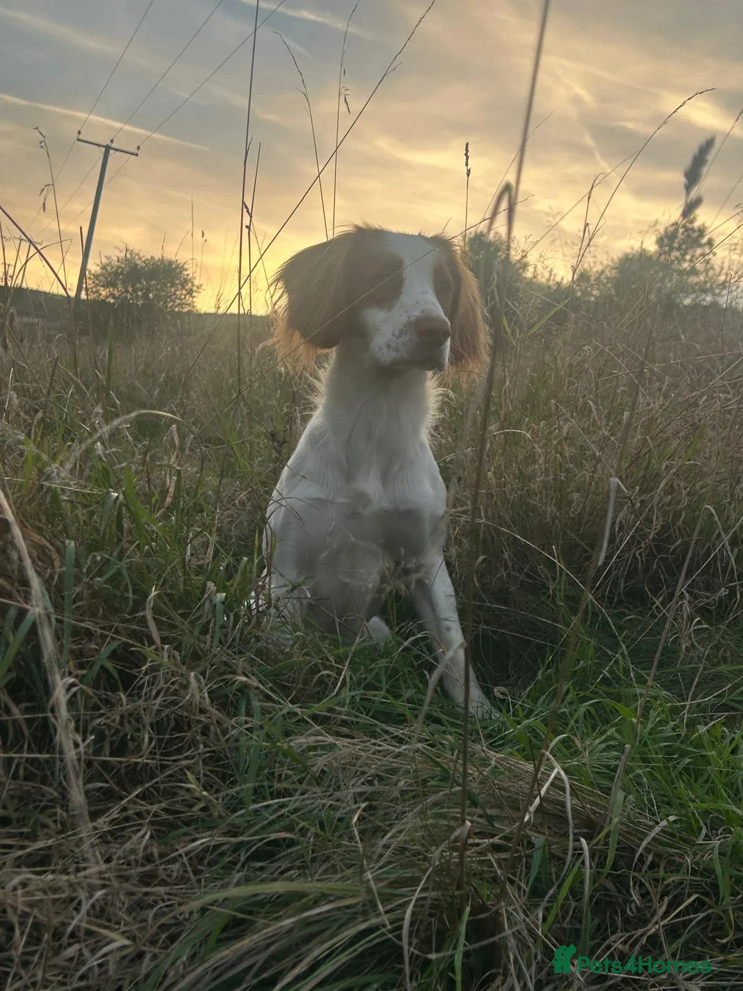 Cocker Spaniel dogs for stud: Red and white cocker spaniel stud in Keighley - Advert 1