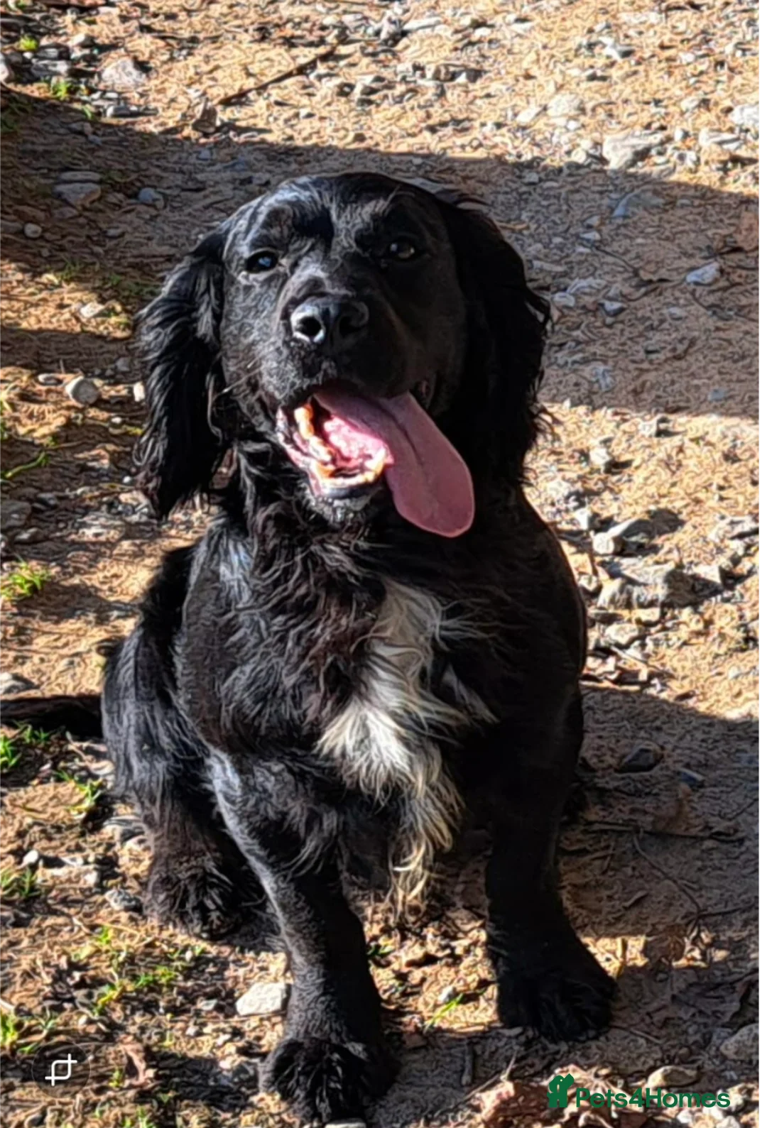 Cockerdor dogs for sale: Beautiful litter of Cockerdors  in Bedale - Advert 2