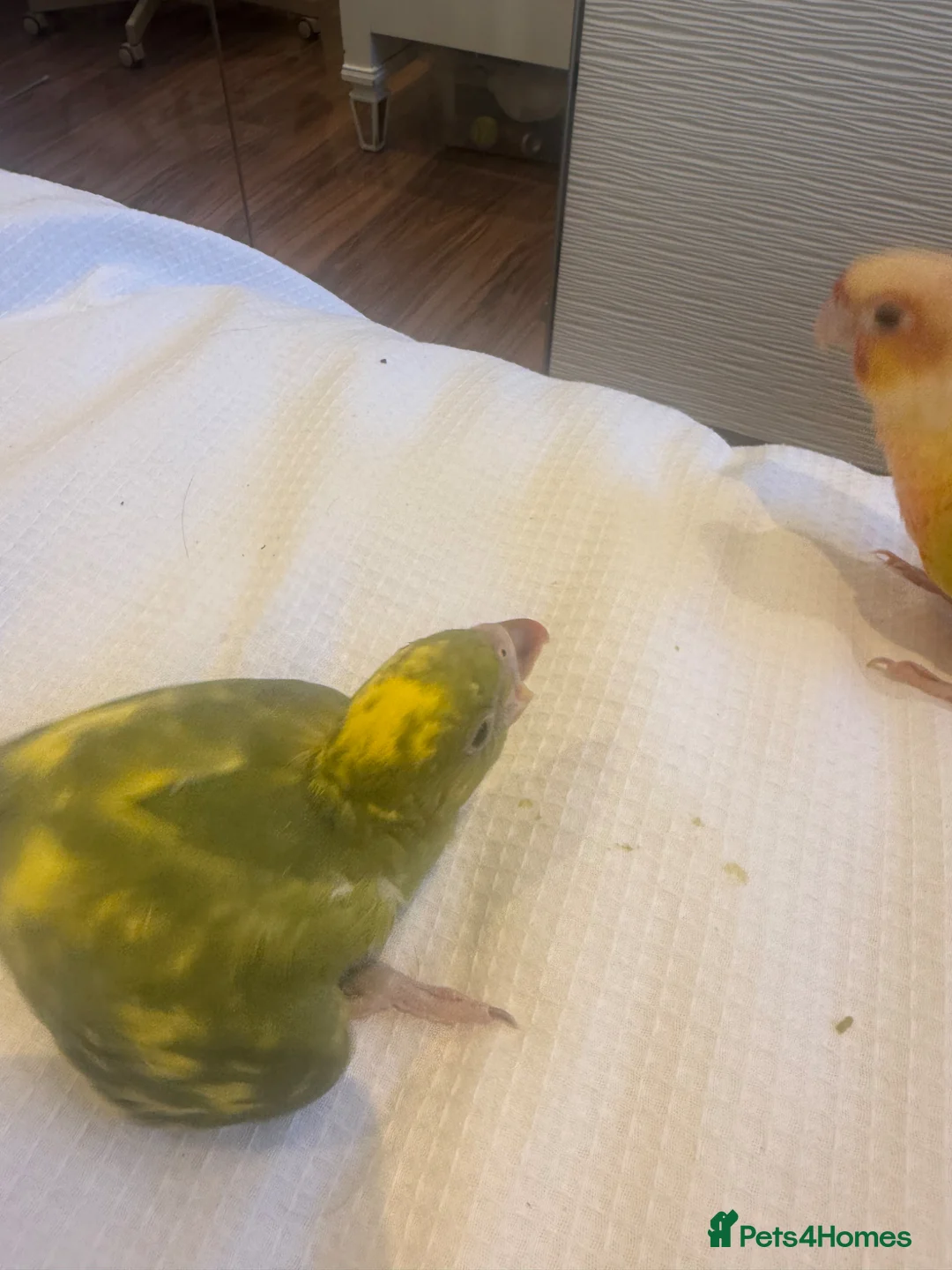 Ringnecks birds for sale: Four week Baby Indian ring necks- blue tails rare  - Advert 2