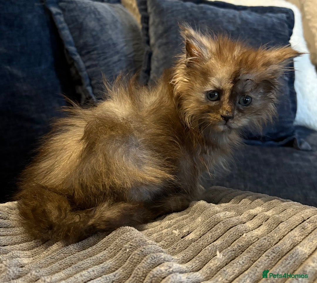 Maine Coon cats for sale: Beautiful maincoon kittens ready now  - Advert 3