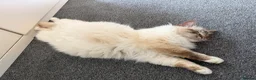 Birman cats for sale: Birman kittens - Advert 7