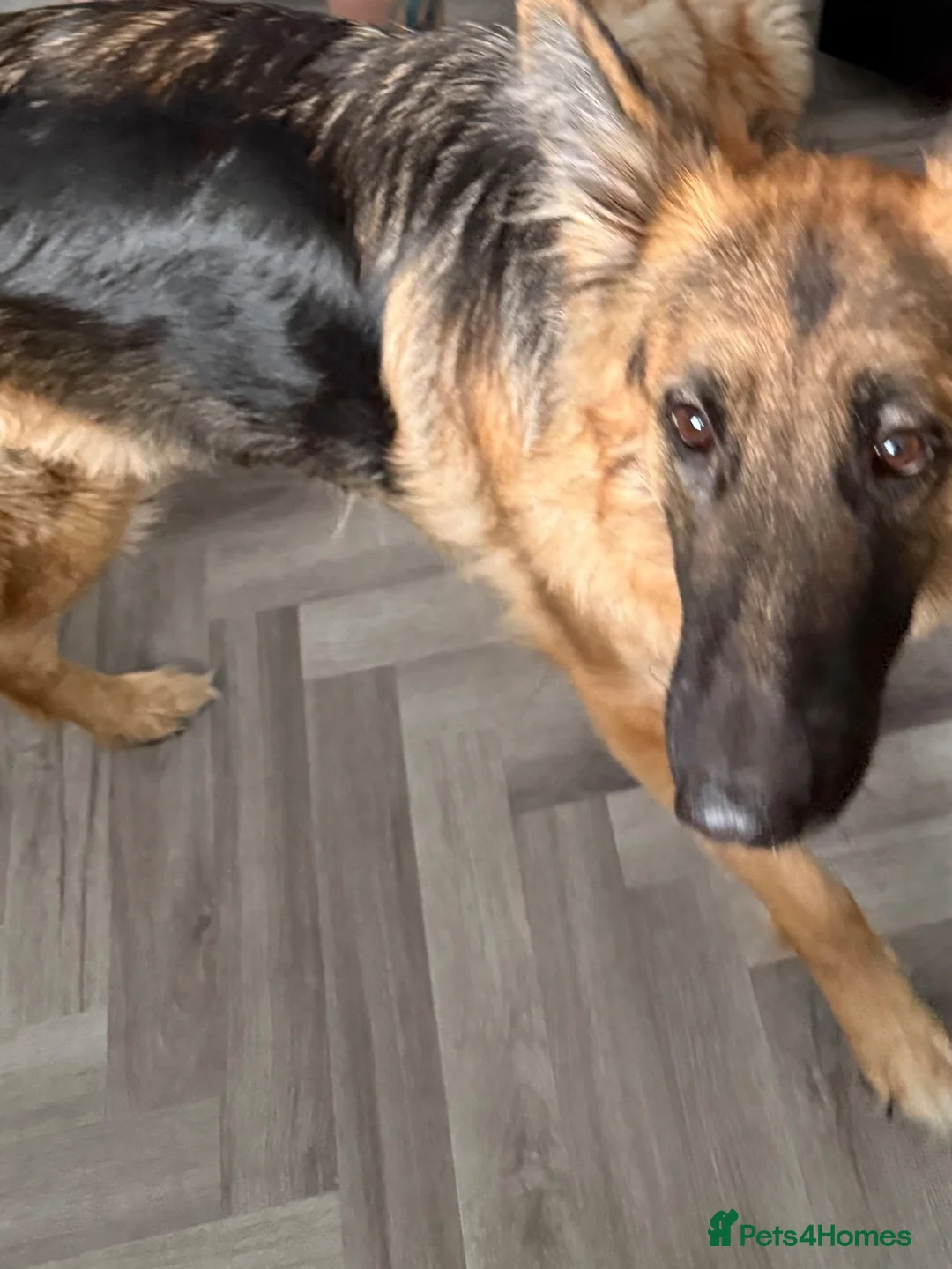 German Shepherd dogs for sale: German shepherd  - Advert 1