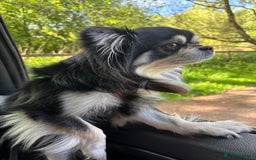 Chihuahua dogs for stud: Long Haired Black and Tan Chihuahua For Stud - Image 4