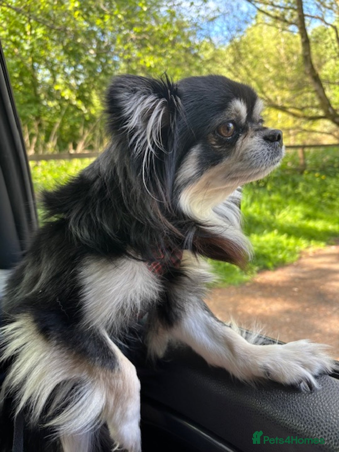 Chihuahua dogs for stud: Long Haired Black and Tan Chihuahua For Stud - Image 4